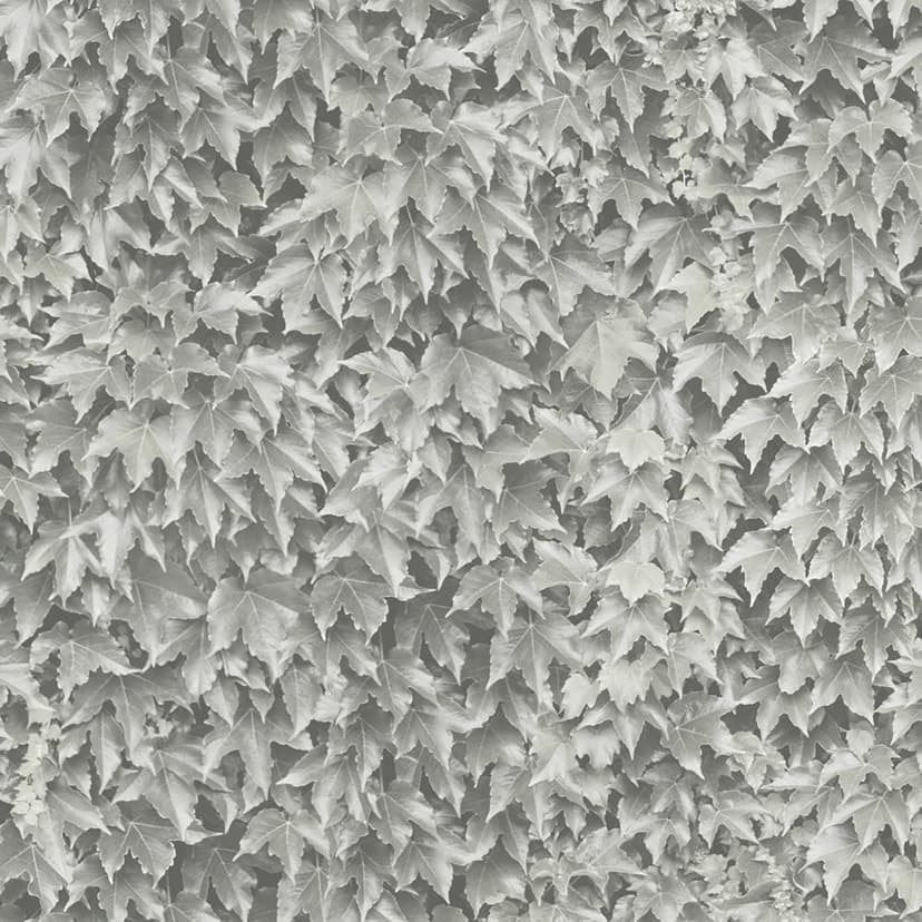 wall