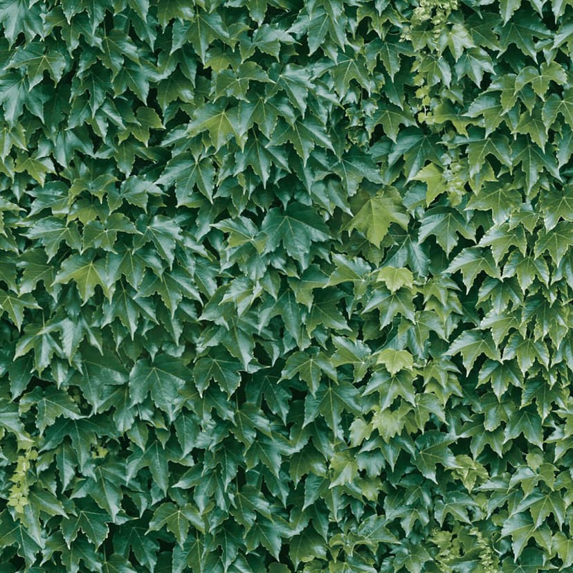 wall